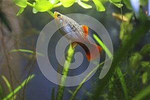 Platy fish photo