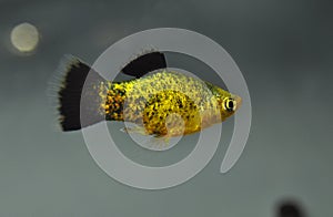 Platy fish  swimming in tropical exotic aquarium