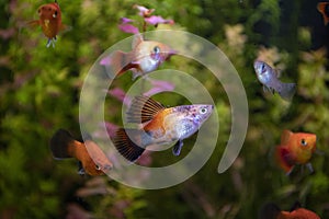 Platy fish Xiphophorus Maculatus  swimming in exotic tropical aquarium photo