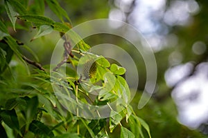 Platycarya strobilacea, a species of flowering plant in the family Juglandaceae, growing in Leipzig, Germany