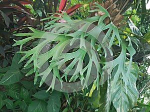 Platycerium Coronarium Plant