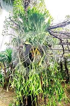 Platycerium coronarium on tree