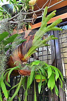Platycerium fern grow up in garden
