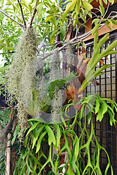 Platycerium fern grow up in garden