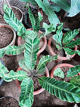 Platycerium lasgna plants aroid