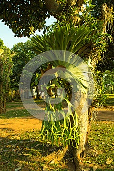 Platycerium ridleyi fern growing up on the jackfruit in the garden resort.