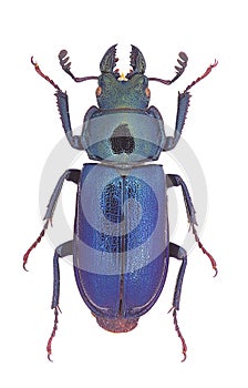 Platycerus capraea stag beetle photo