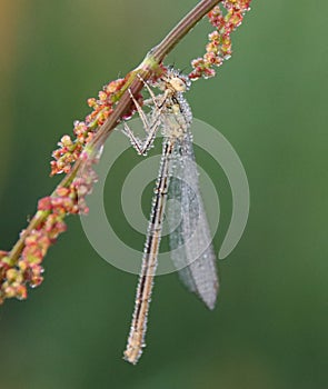 The Platycnemididae are a family of damselflies.