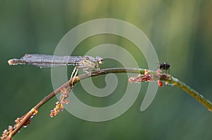 The Platycnemididae are a family of damselflies.