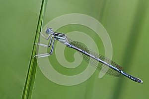 Platycnemis pennipes