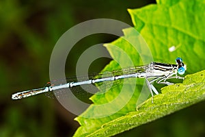 Platycnemis pennipes / Blue Featherleg