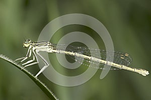 Platycnemis pennipes / White-legged Damselfly, female close-up