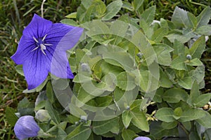 Platycodon grandiflorus