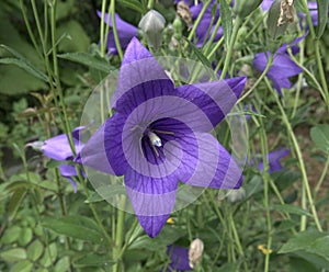 Platycodon grandiflorus