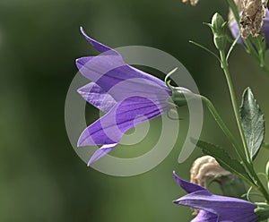 Platycodon grandiflorus