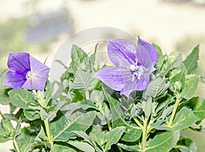 Platycodon grandiflorus astra blue, balloon flower with buds