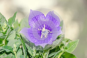 Platycodon grandiflorus astra blue, balloon flower with buds and
