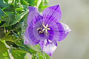 Platycodon grandiflorus astra blue, balloon flower with buds