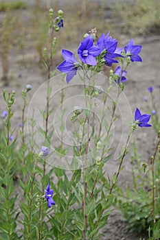 Platycodon grandiflorus with blue flowers