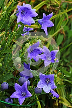 Platycodon grandiflorus or Chinese bellflower in a garden