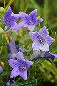 Platycodon grandiflorus or Chinese bellflower in a garden