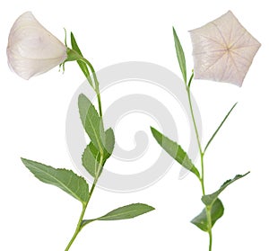 Platycodon grandiflorus flower