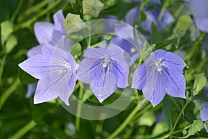 Platycodon grandiflorus flower