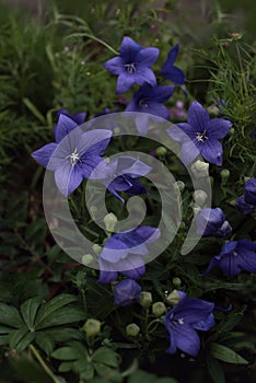 Platycodon grandiflorus flower