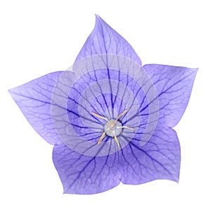 Platycodon grandiflorus flower