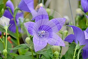 Platycodon grandiflorus flowers