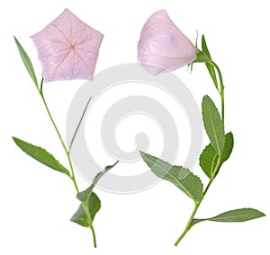 Platycodon grandiflorus flowers