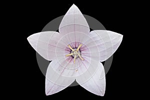 Platycodon grandiflorus pale pink flower isolated on black