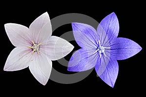 Platycodon grandiflorus pale pink and violet flowers isolated on