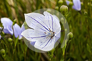 Platycodon grandiflorus `Perlmutterschale`