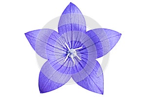 Platycodon grandiflorus violet flower isolated on white