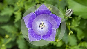 Platycodon grandiflorus violet-white flower growing outdoors in the garden