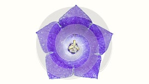 Platycodon grandiflorus violet-white flower isolated on white