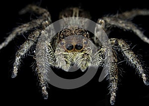 Platycryptus Undatus (Male Tan Spider)