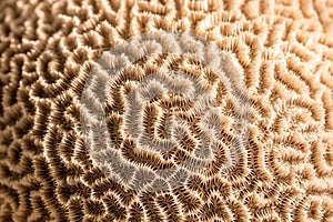 Platygyra. Brain coral specimen. Selective focus nature pattern background image