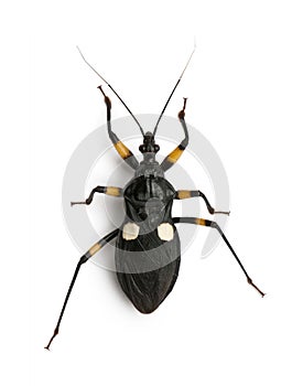 Platymeris biguttatus is a genus of assassin bug photo