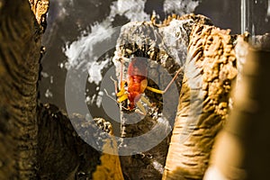 Platymeris biguttatus or two-spotted assassin bug is a venomous predatory true bug of west and southwest African origin photo