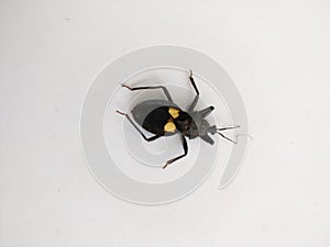 Platymeris is a genus of assassin bug. Platymeris species are often used in laboratories and as pets. photo