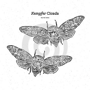Platypleura kaempferi cicada, hand draw sketch vector photo