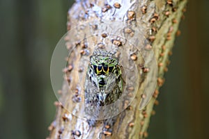 Platypleura kaempferi cicada photo