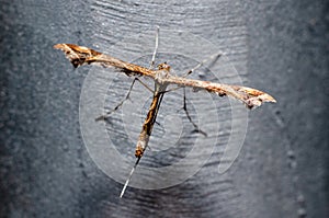 Platyptilia carduidactyla, the artichoke plume moth