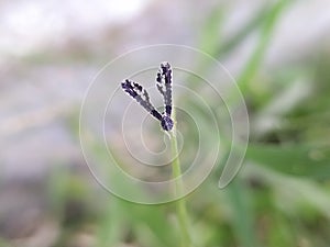 Platyptilia is a genus of moths in the family Pterophoridae Platyptilia small butterfly on leaf photo