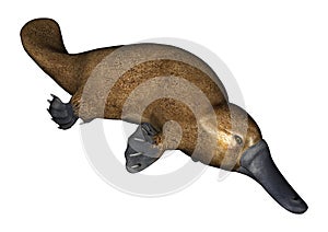 Platypus