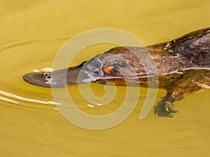 Platypus Animal in Queensland Australia