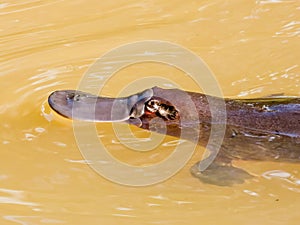 Platypus Animal in Queensland Australia