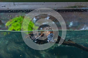 Platypus in an aquarium in Tasmania, Australia